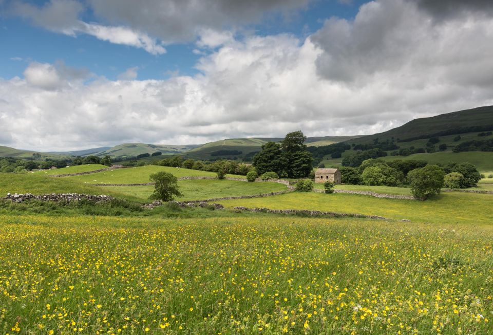 Meadow flowers in Wensleydale, the Yorkshire Dales, England
